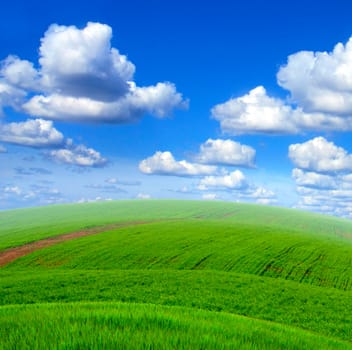 Nature Summer Landscape with fresh Grass and Sky