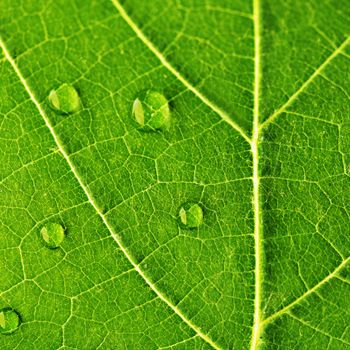 Water drops on green fresh leaf macro