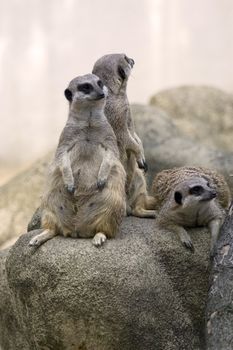 Family of meerkats on rocks