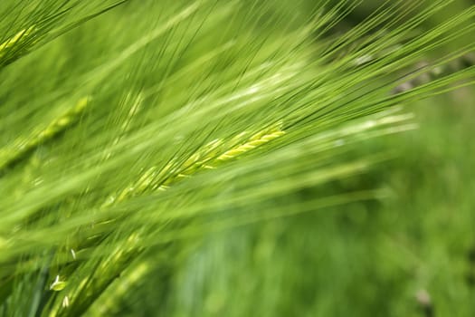 Barley close up with a green background 