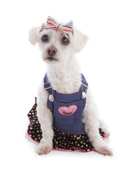Little white dog wearing a denim bib and brace dress with polka dot frill and a hair bow.