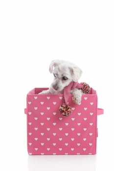 Small white puppy dog wearing a winter scarf and in a pink and white love heart box.