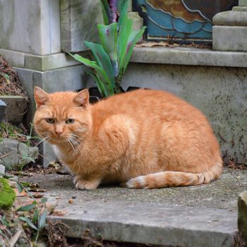 a red cat calm and alert