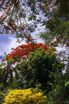 Delonix Regia (syn. Poinciana Regia). Thailand, summer 2013.