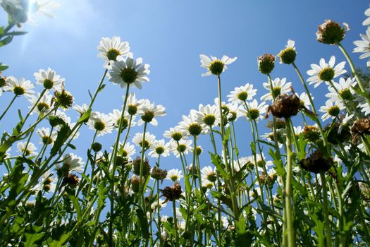 Ground level view looking up under the daisies. 