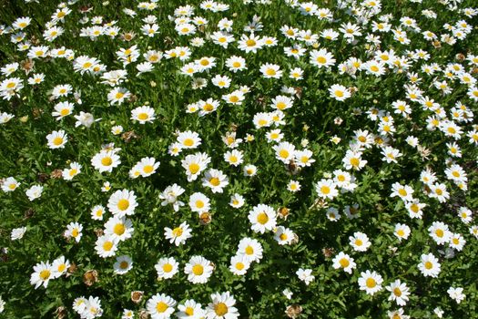 A field of beautiful of daisies growing in the sun.
