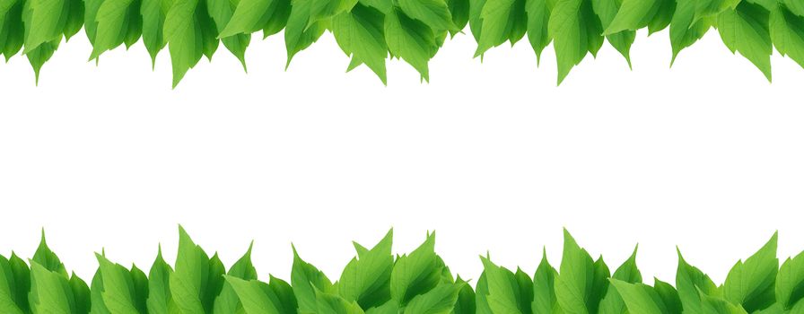 Beautiful green leaves border on white background