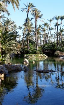 Palm garden park in Alicante, Spain.                                                 