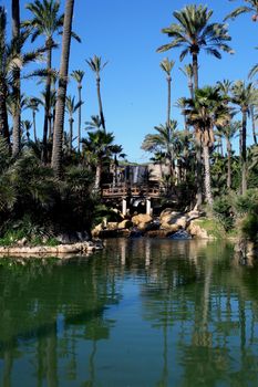 Palm garden park in Alicante, Spain.                                        