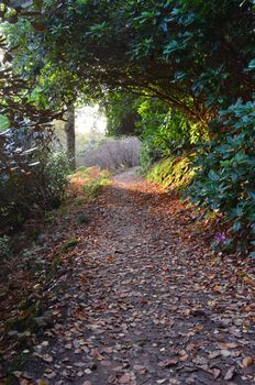 Sunlight breaks through the trees along a woodland path in Sussex,England.Image taken in November 2013.