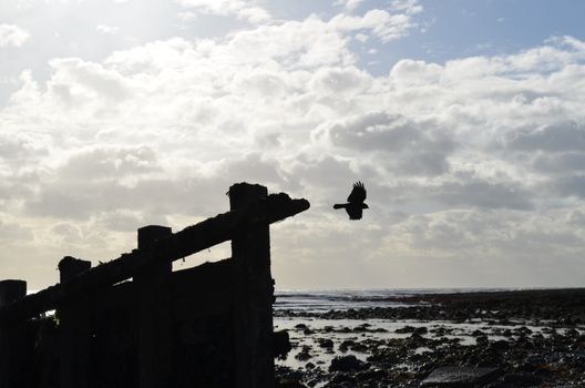 Wooden coastal sea defence breakwater along the South coast of England.