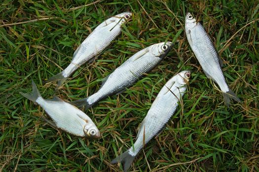 A few small fish caught in the river, lying on the Bank on the green grass.
