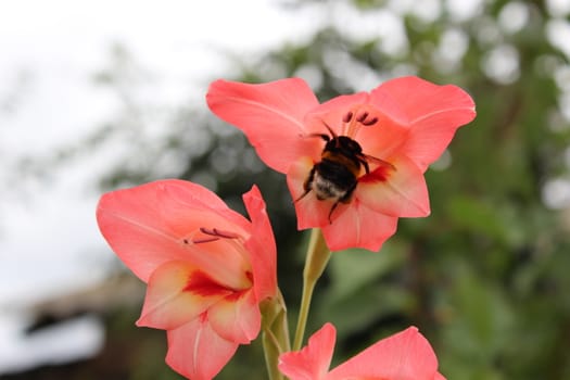 bumblebee flying near beautiful flower of pink gladiolus