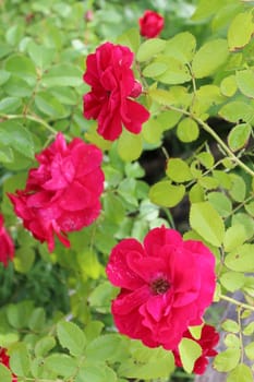 bush of the beautiful and tender red roses