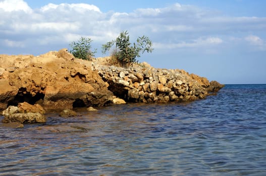 Olive Bush on the cliffs of Cyprus               