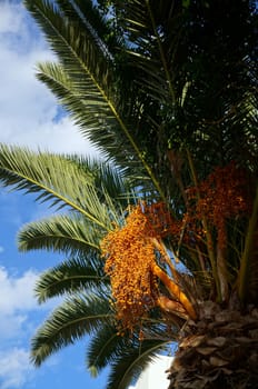 Palm tree with fruits on a background of azure sky