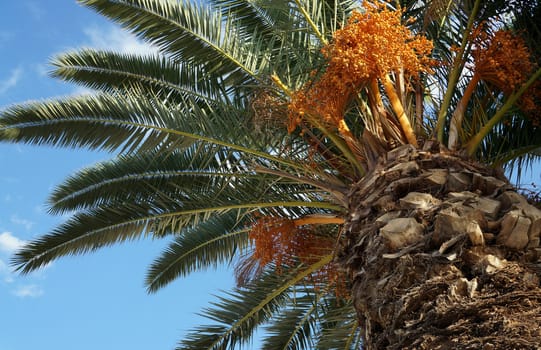 Palm tree with fruits on a background of azure sky