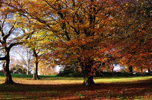 A colorful Autumn landscape.