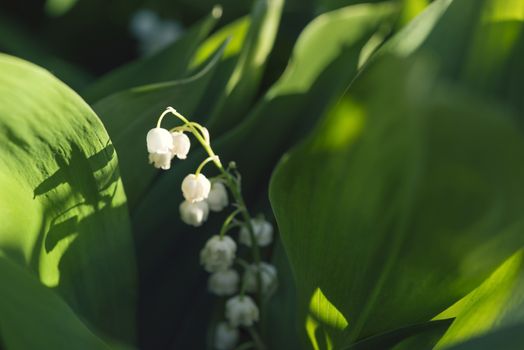 lily of the valley in green grass