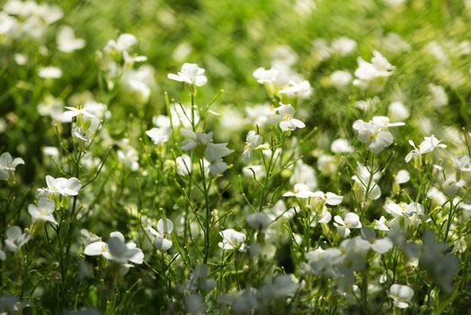 green field of bright sunny white flowers
