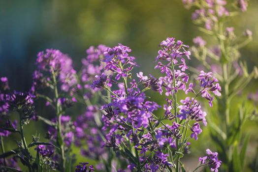 Summer purple flowers blooms in field