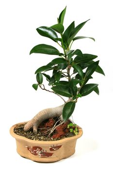 A bonsai fig tree mounted on a rock.
