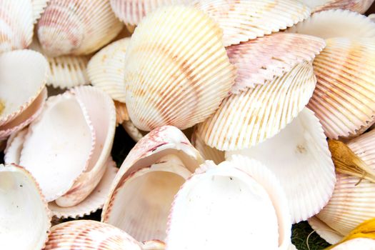 Sea Shell Background or Texture