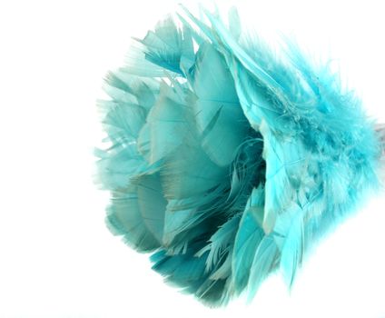 Close up of the blue feathers of a feather duster.