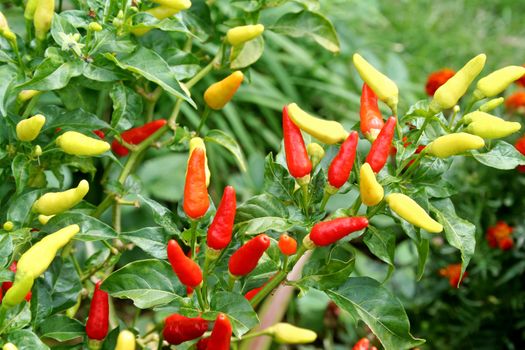 Fresh red and yellow chillies growing in the vegetable garden ready to harvest.
