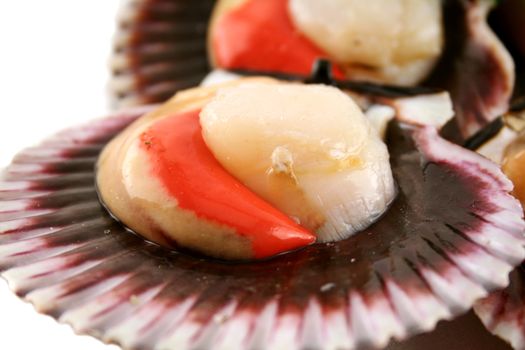 Freshly harvested sea scallops in their shells ready to serve.