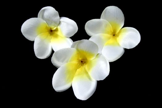 Three delightful tropical frangipani flowers.