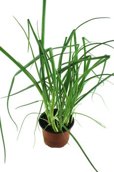 Fresh shallots in a pot ready for the herb garden,