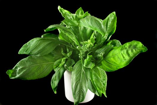 Freshly harvested basil from the vegetable garden.