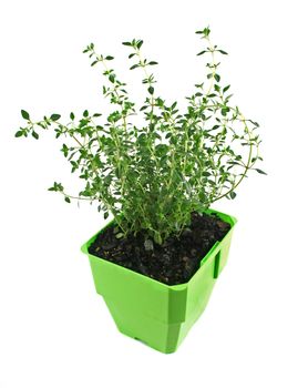 Fresh thyme in a pot ready for the herb garden.