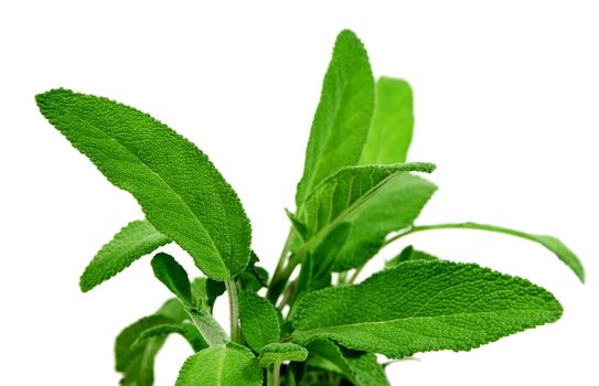 Beautiful fresh sage growing in the herb garden.