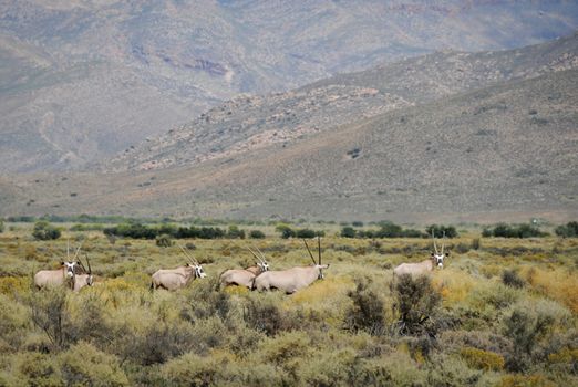 Gropu of gemsboks or gemsbucks (Oryx gazella) is a large antelope at south Africa bush