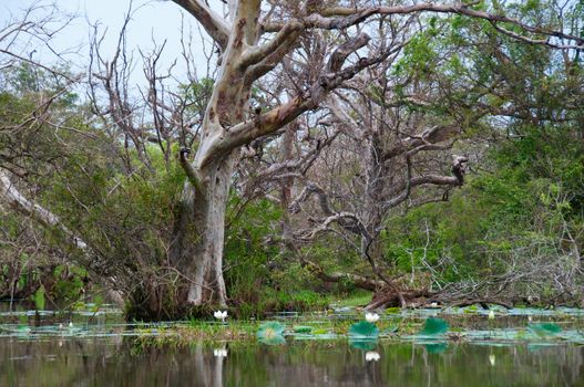 Aged tree in a swamp lake with white lotus flowers on a background of water