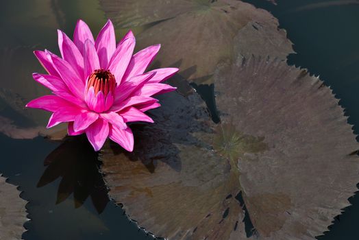 Flower fuchsia-colored Nymphaea nouchali star lotus or water lily in water pond