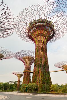 The artificial supertree grove as a vertical gardens at Gardens by the Bay, Singapore. 