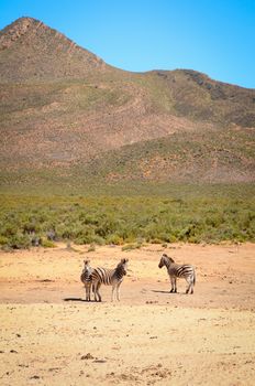 Three small zebra  in yellow savanna against the mountain