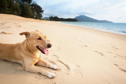 Dog relaxing on sand tropical beach near the blue