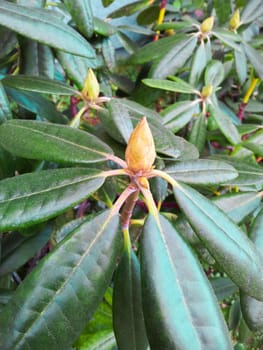 Closed rhododendron bud over fresh green leaves at spring