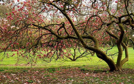  Bute park outside Cardiff castle, Wales. UK.