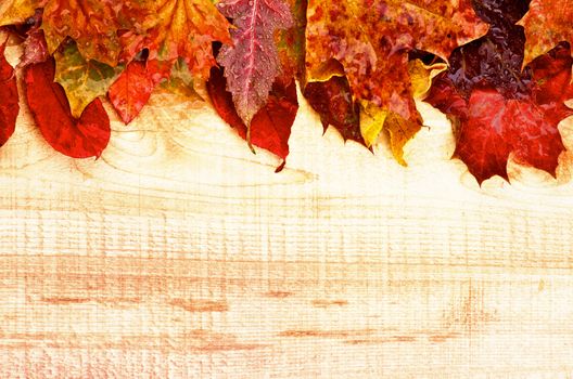 Arrangement of Wet Yellowed Autumn Leafs on Rustic Wooden background as Frame