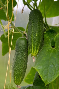 Two cucumbers  close up on  branch against  background of leaves.