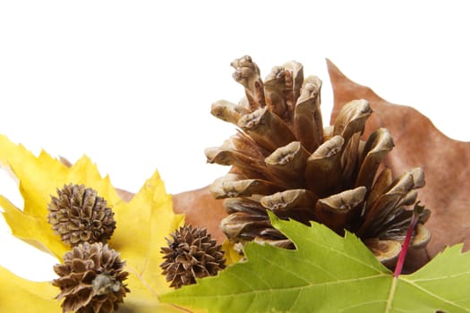 pine cones with autumn leaves and white background 