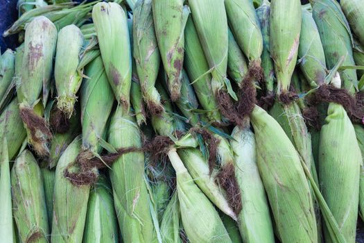 Maize harvest of food cobs on truck to markets.