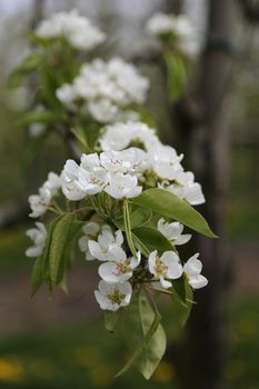 white blossom of apple trees in springtime