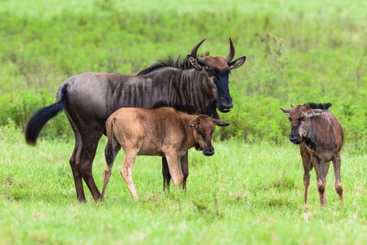 wildlife animals a blue-wildebeest protects new born calf's in green summer terrain.