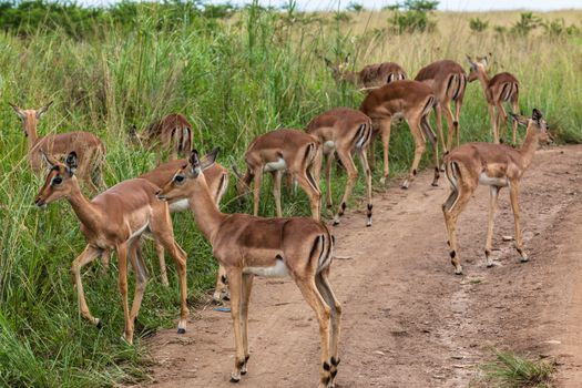 Herd of young impala buck calf's in animal wildlife park reserve.